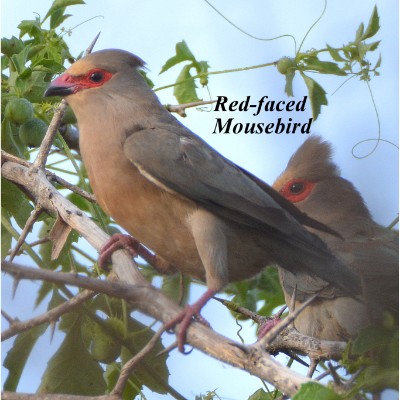 Red-faced Mousebird